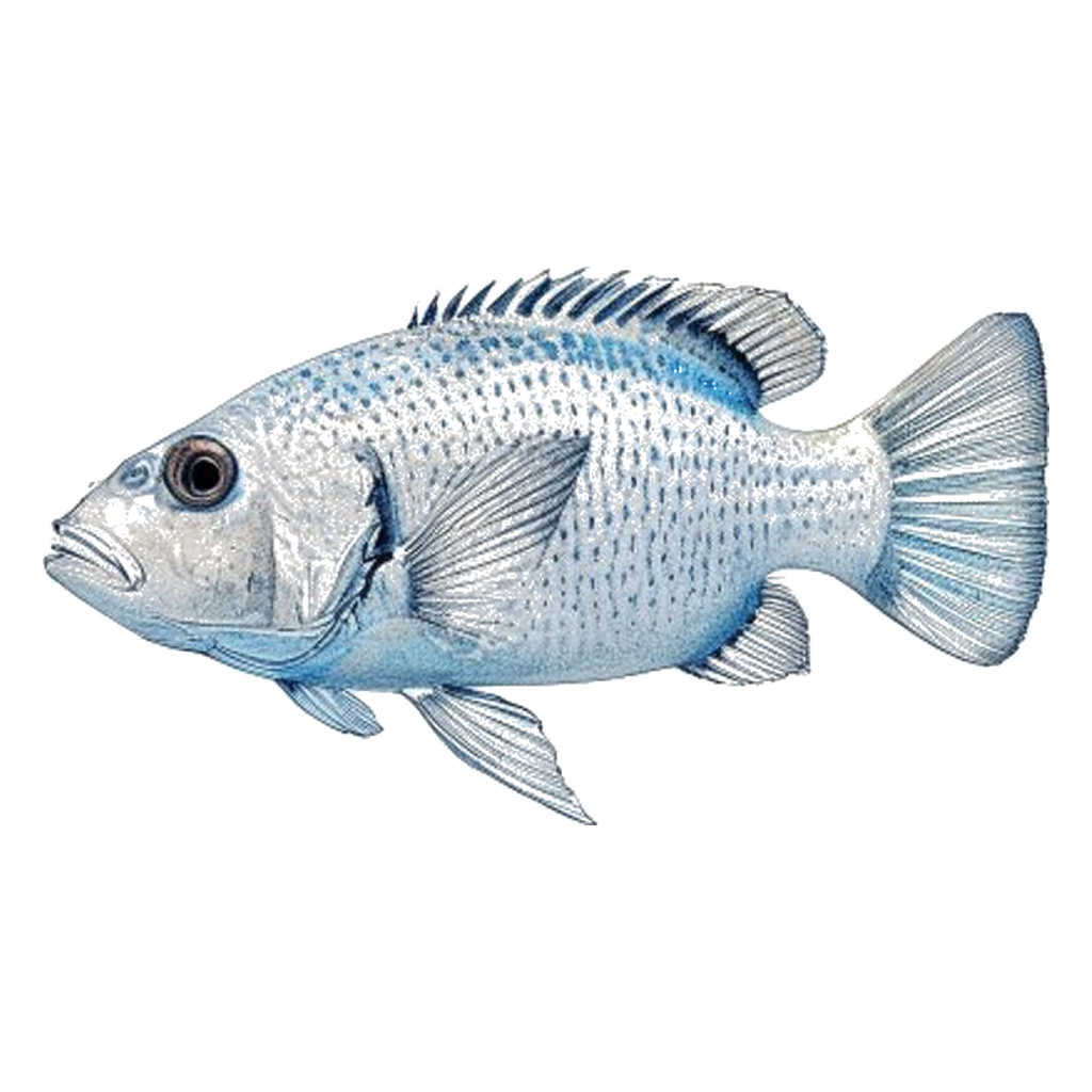Blue sketch illustration of Boxfish
