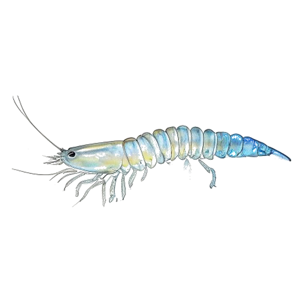 Blue sketch illustration of Brine shrimp