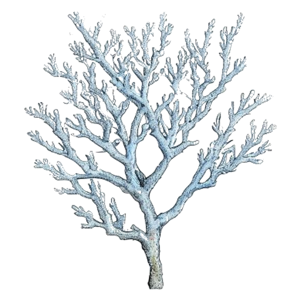 Blue sketch illustration of Coral
