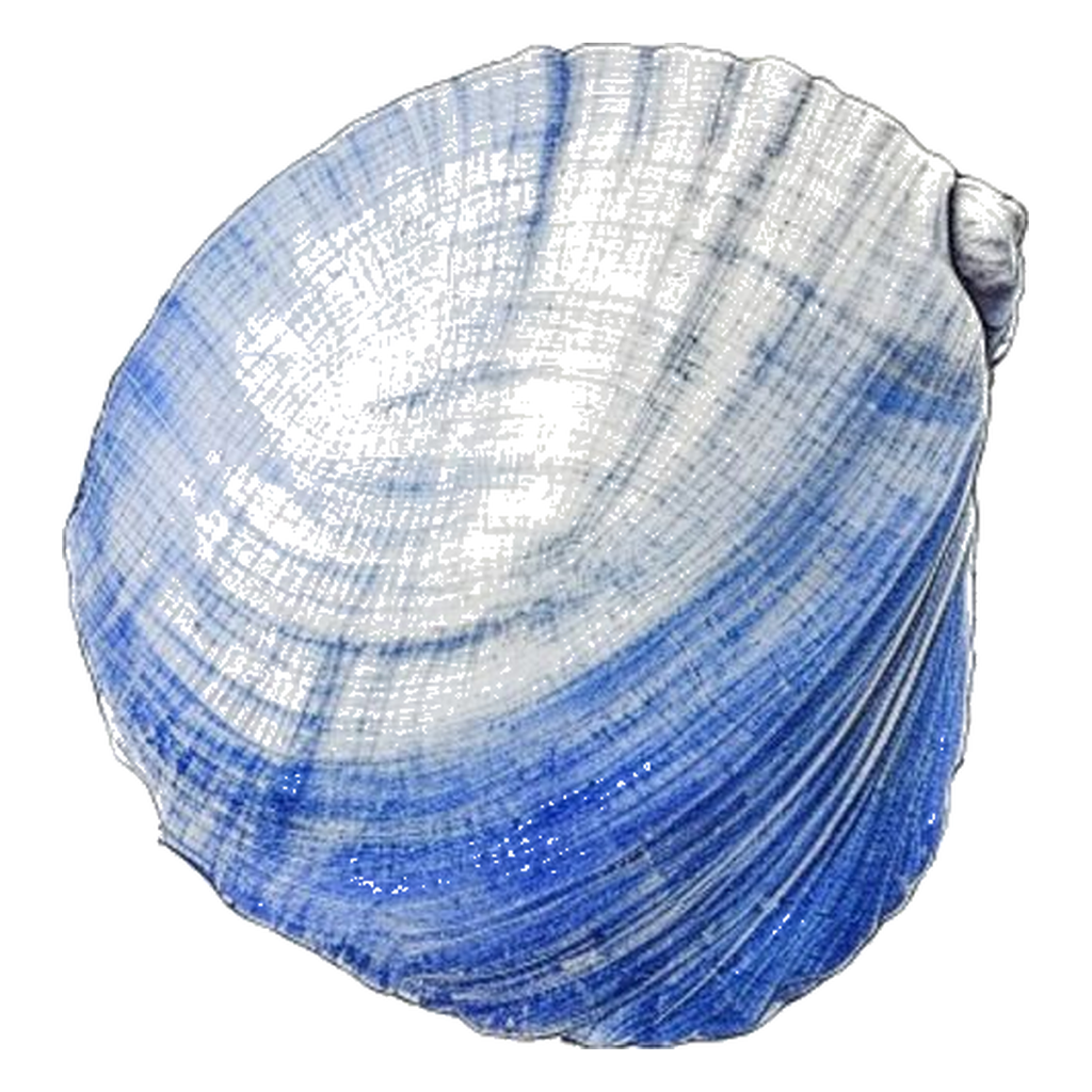 Blue sketch illustration of Limpet