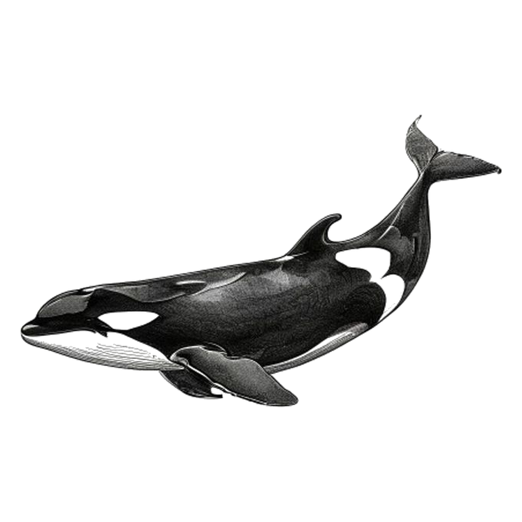 Blue sketch illustration of Orca