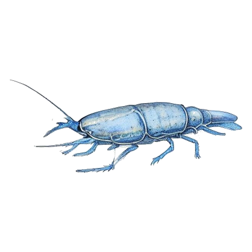 Blue sketch illustration of Water flea