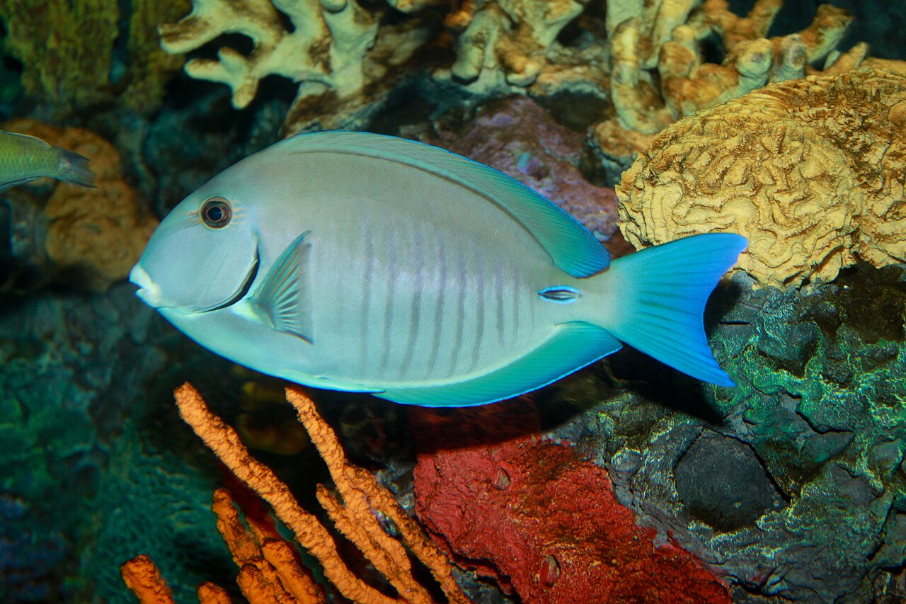 Doctorfish