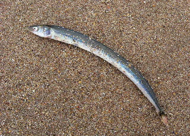 Sand Lance