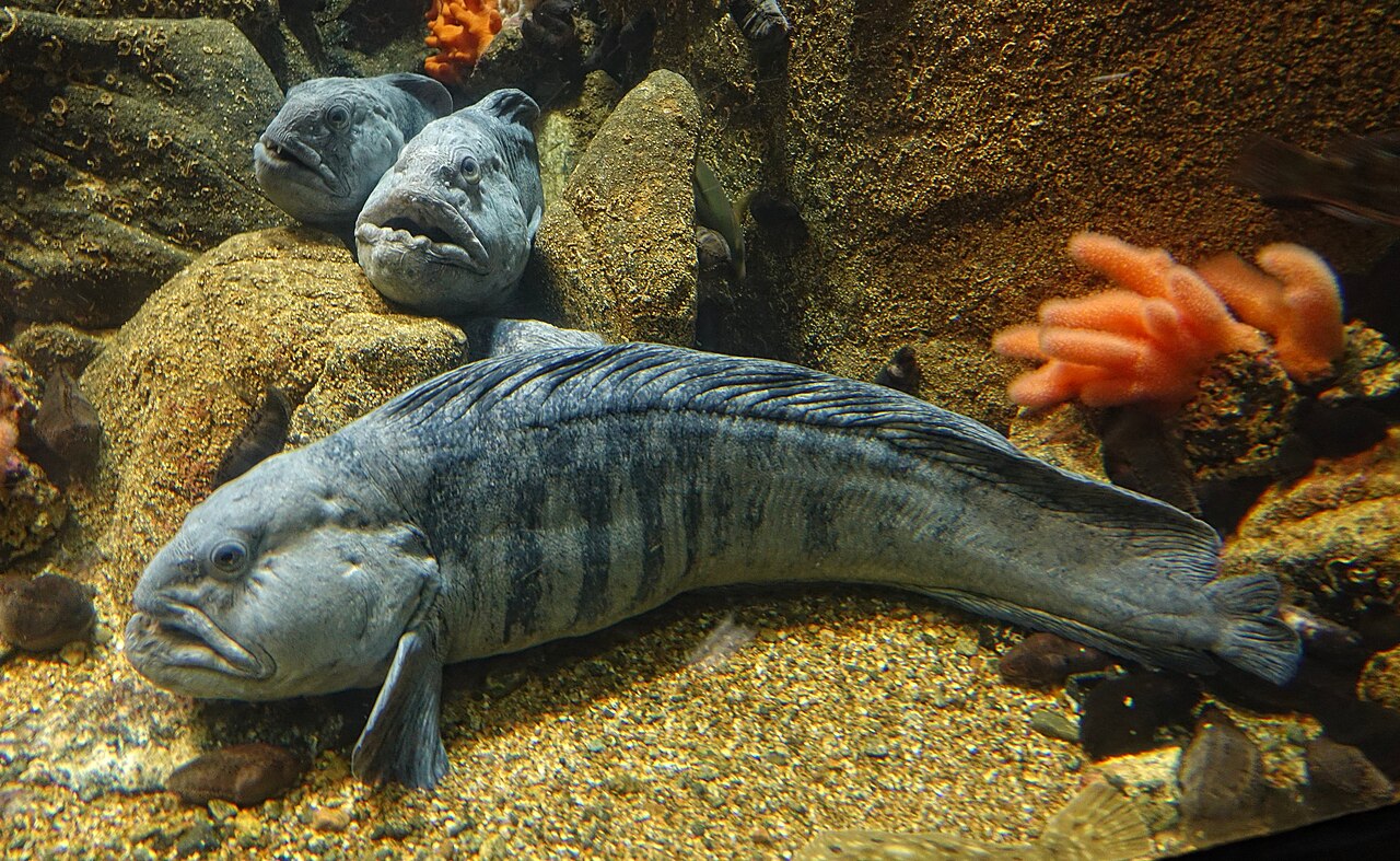 Wolffish