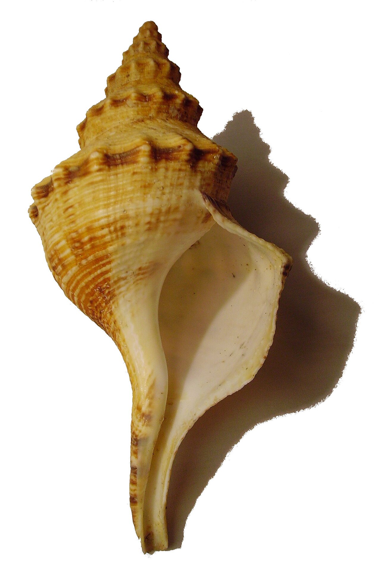 Whelk