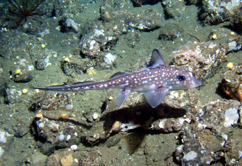 Ratfish