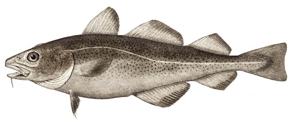 Codfishes