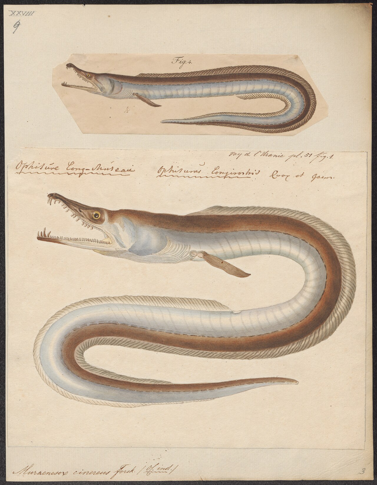 Conger eel