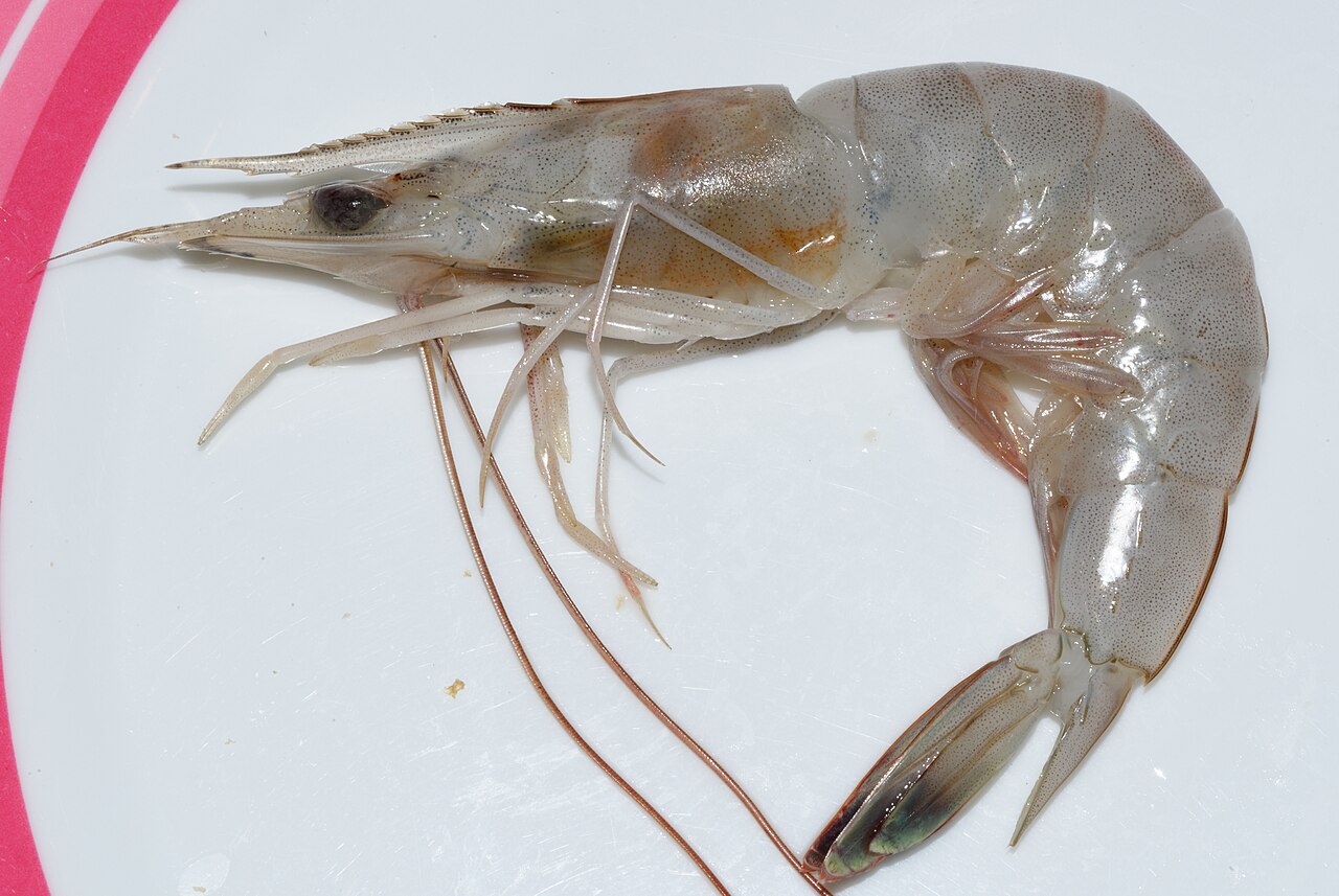 Prawn