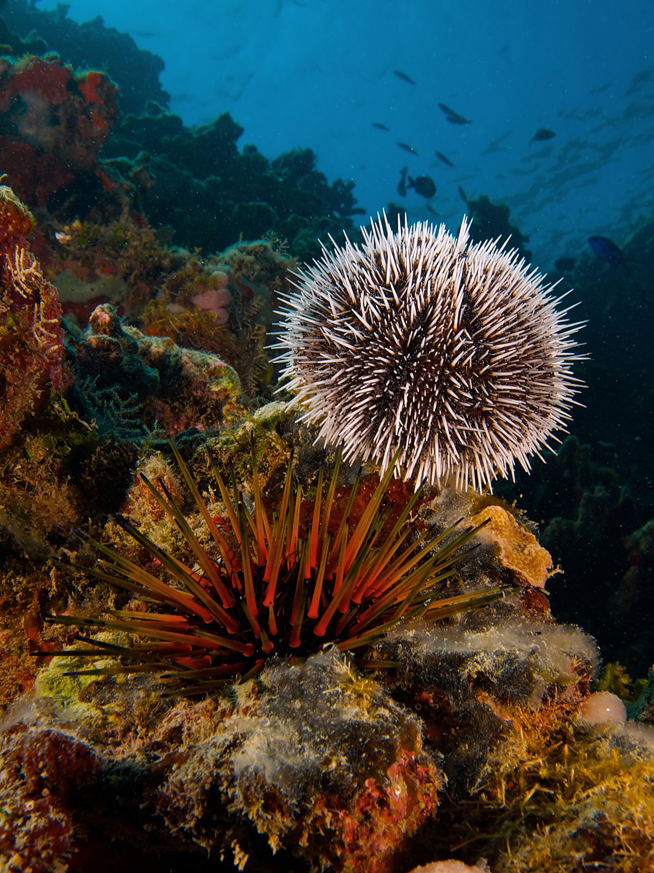 Sea urchin
