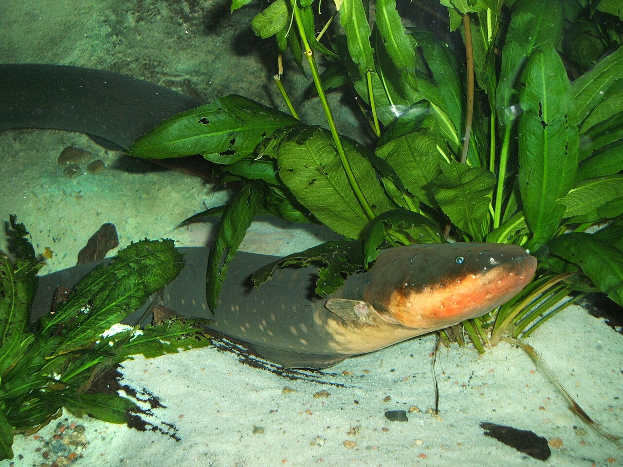 Electric eel