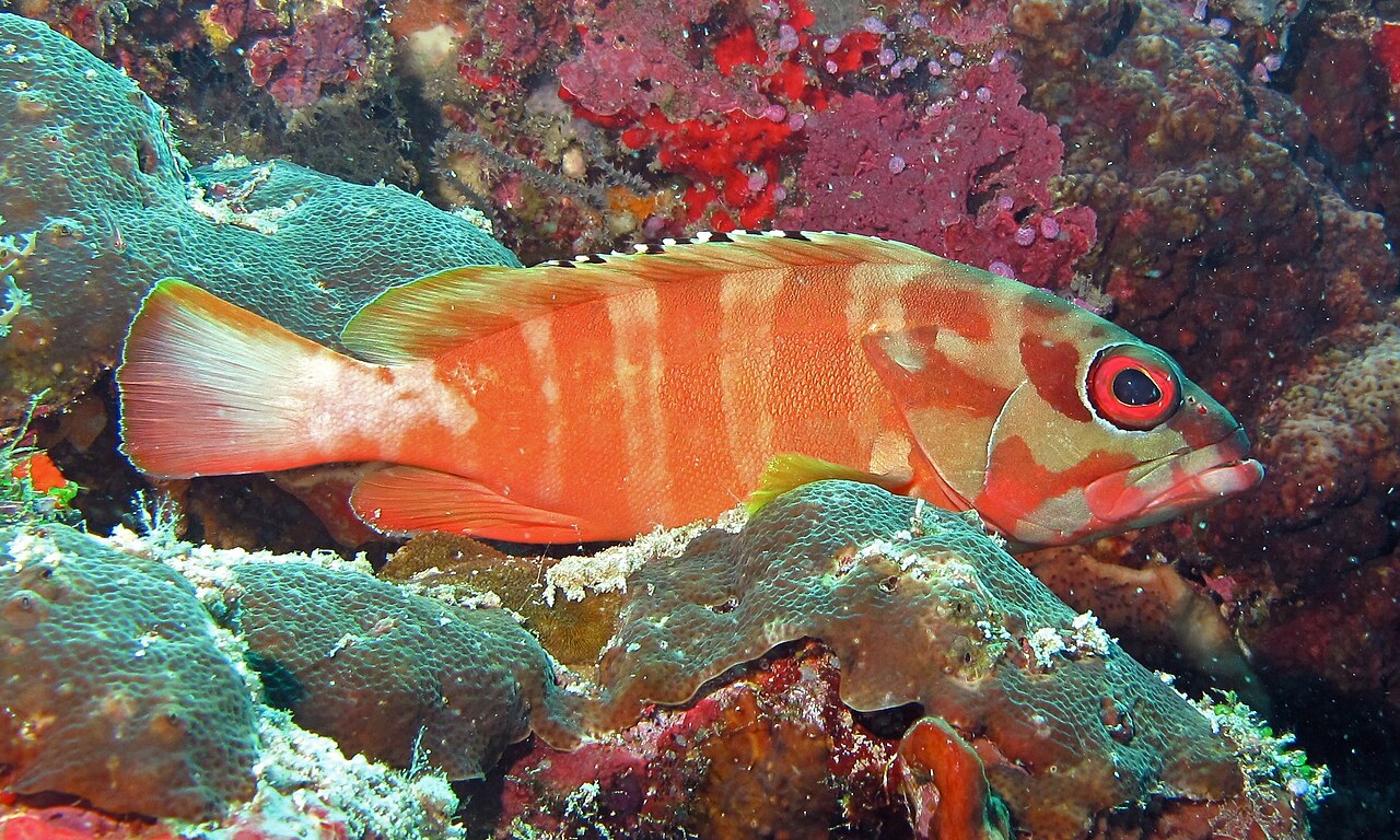 Grouper