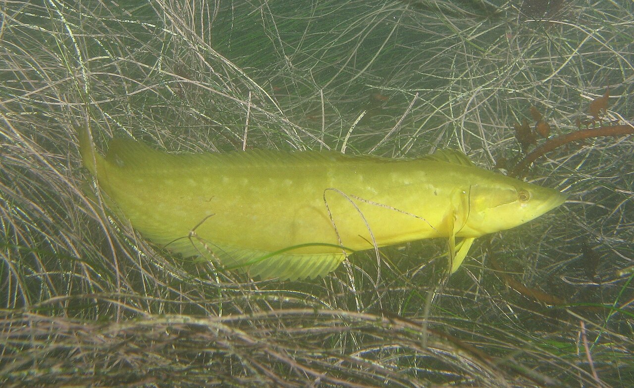 Giant kelpfish