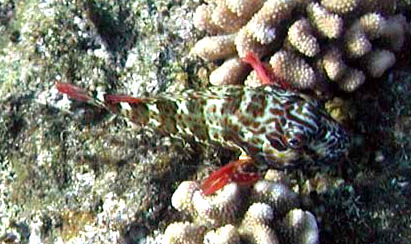 Hawkfishes