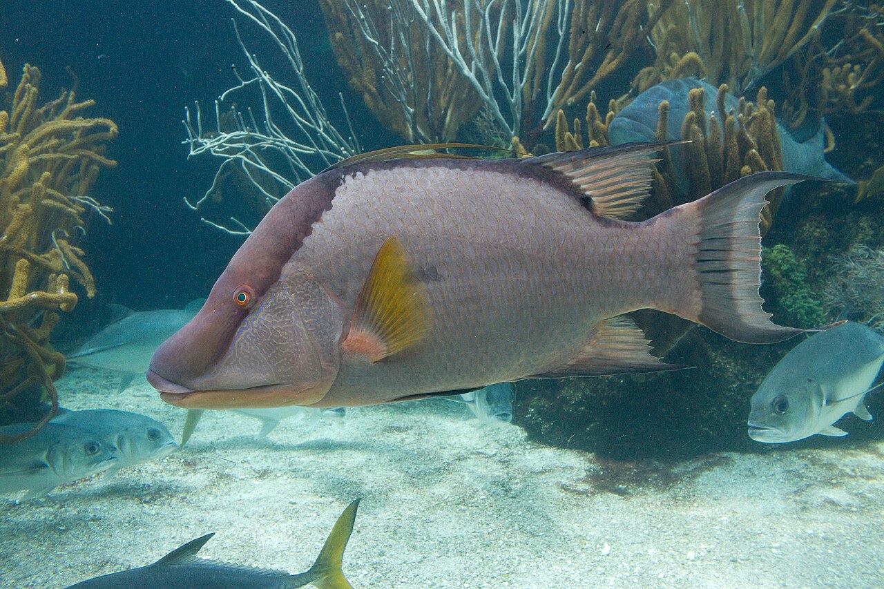 Hogfish