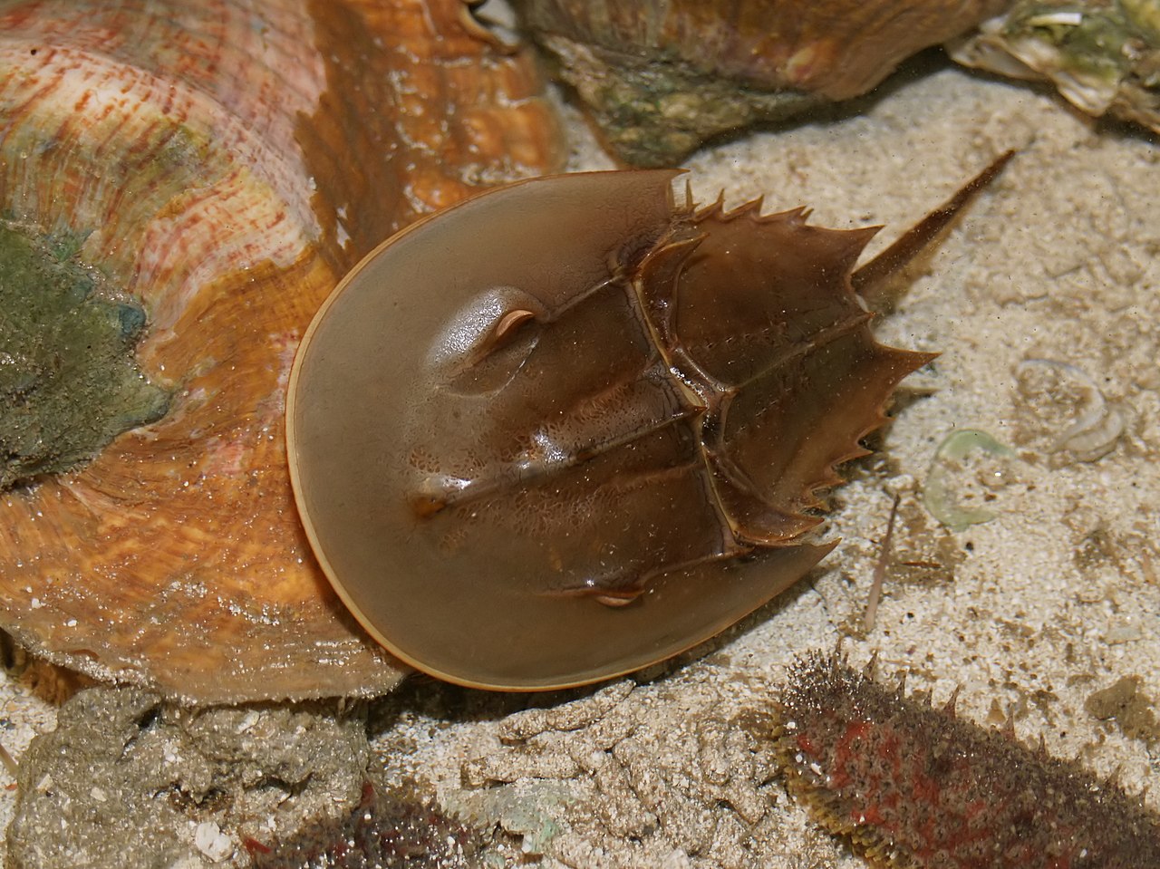 Horseshoe crab