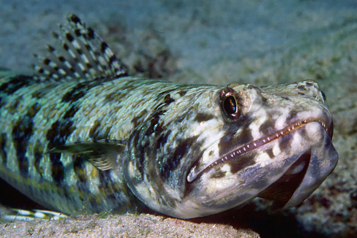 Lizardfishes