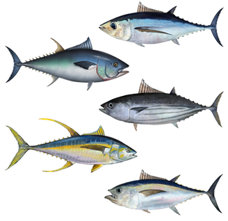 Mackerels and tunas