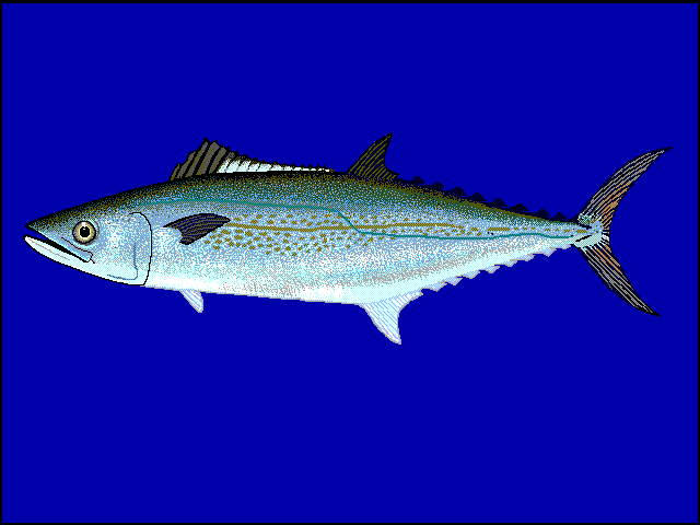 Mackerels