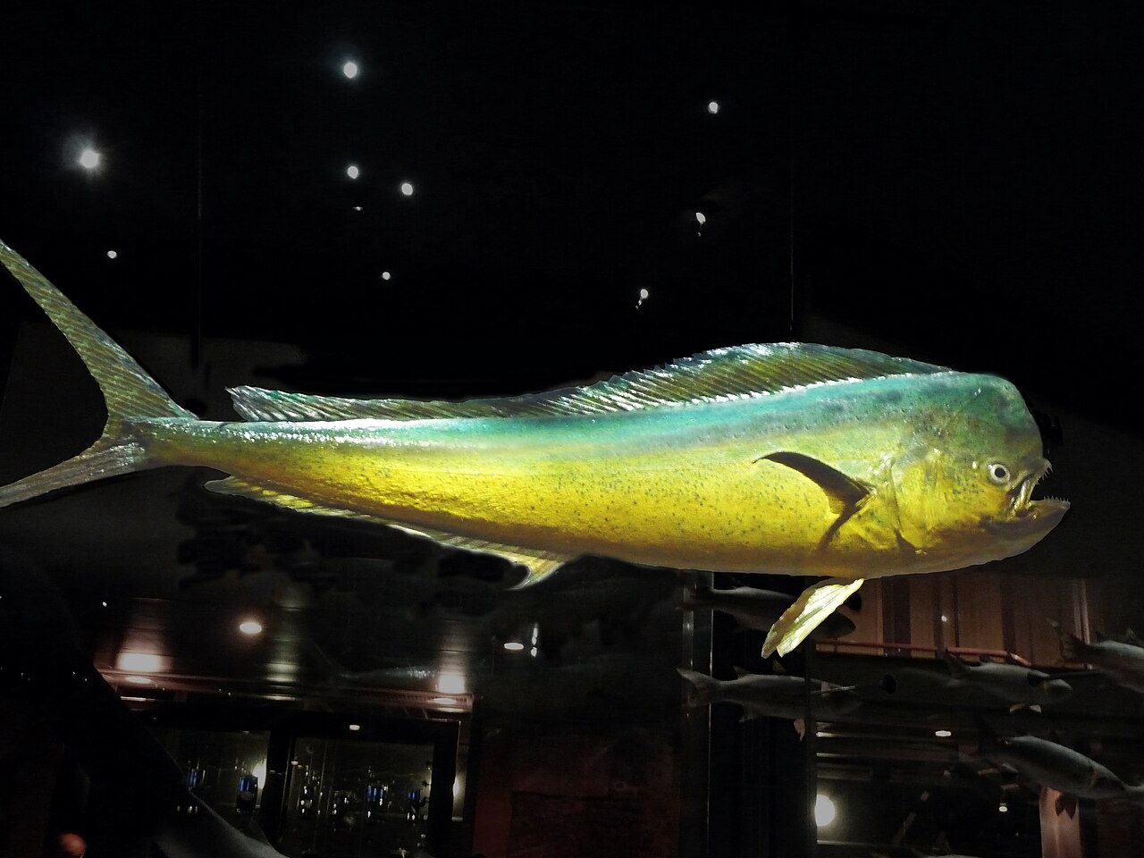 Mahimahi
