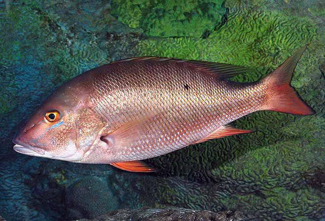 Muttonfish