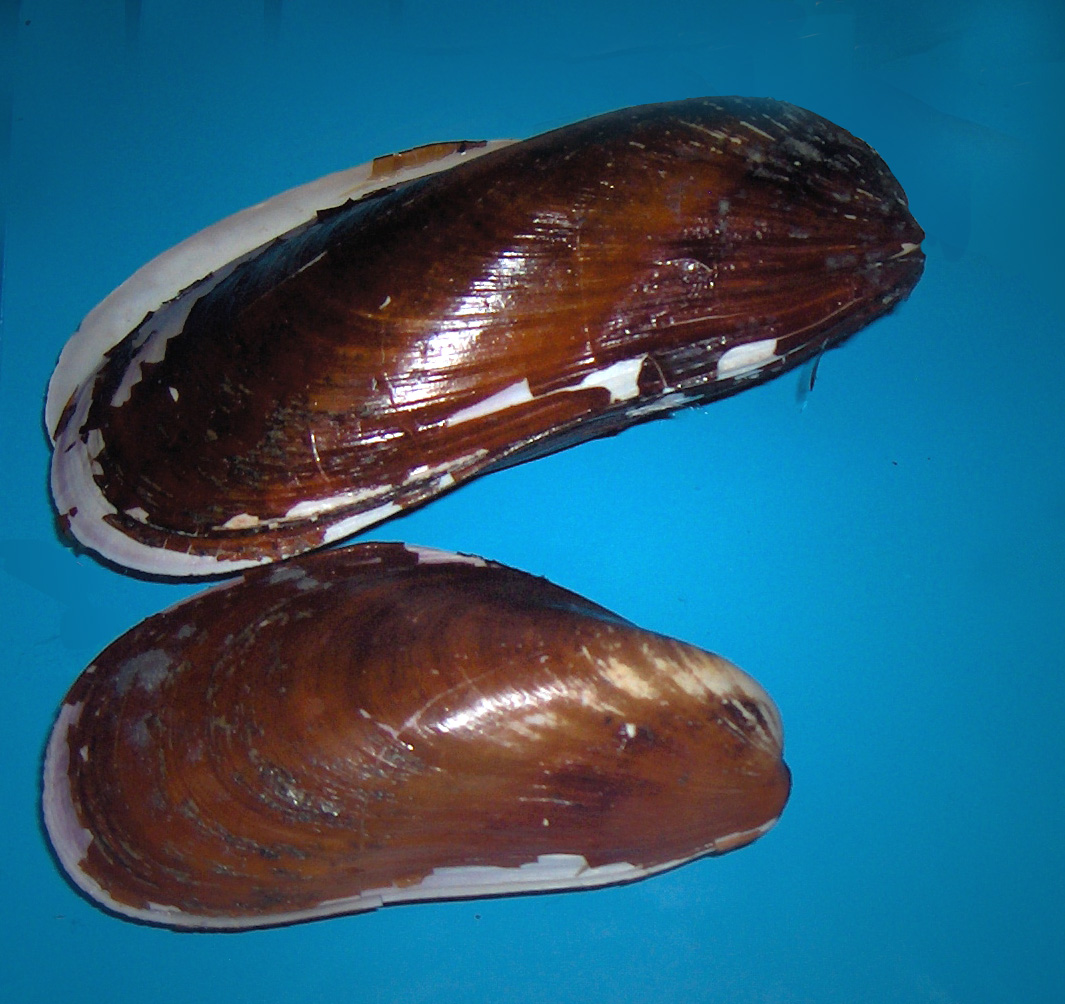 Mussel
