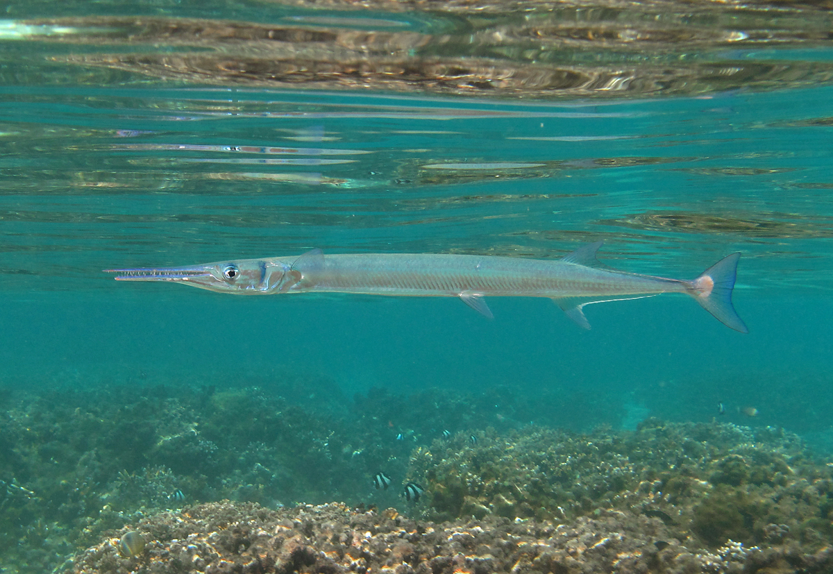 Needlefish
