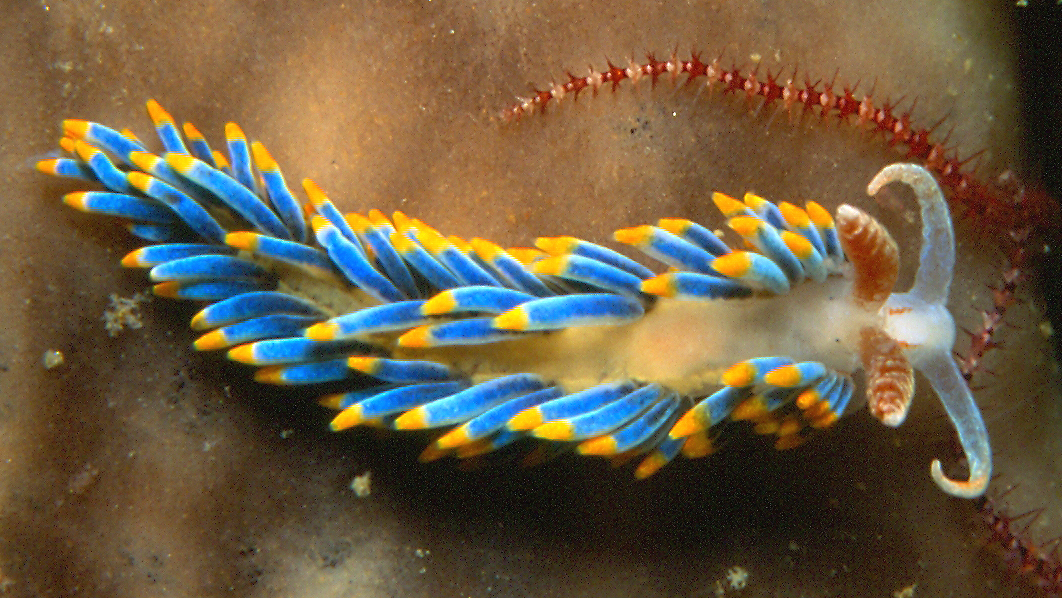 Sea slug