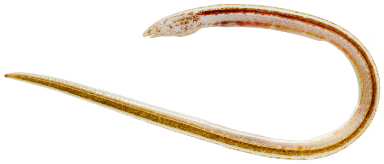 Snake eel