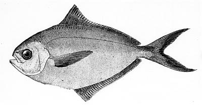 ButterFish
