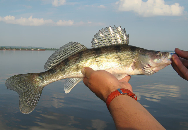 Pikeperch
