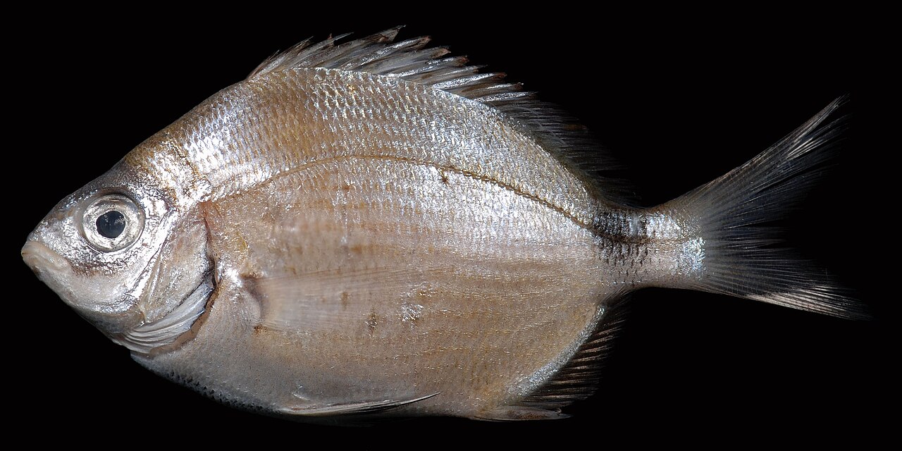 Pinfish