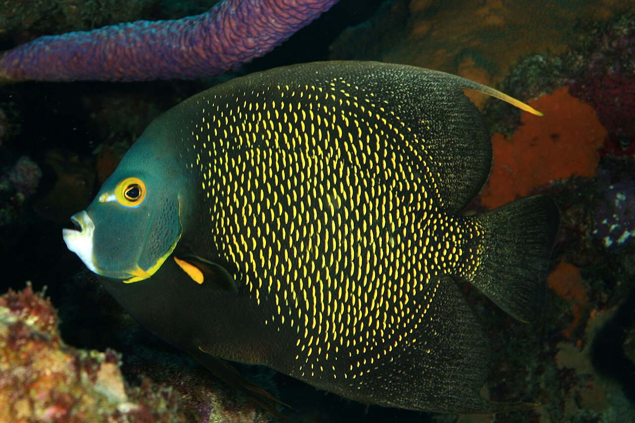 Angelfishes