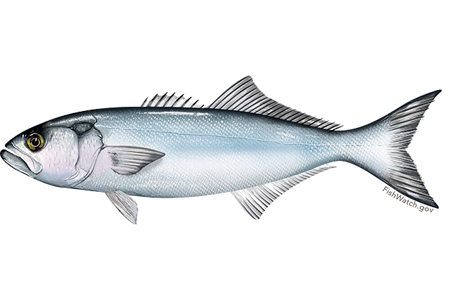 Bluefish
