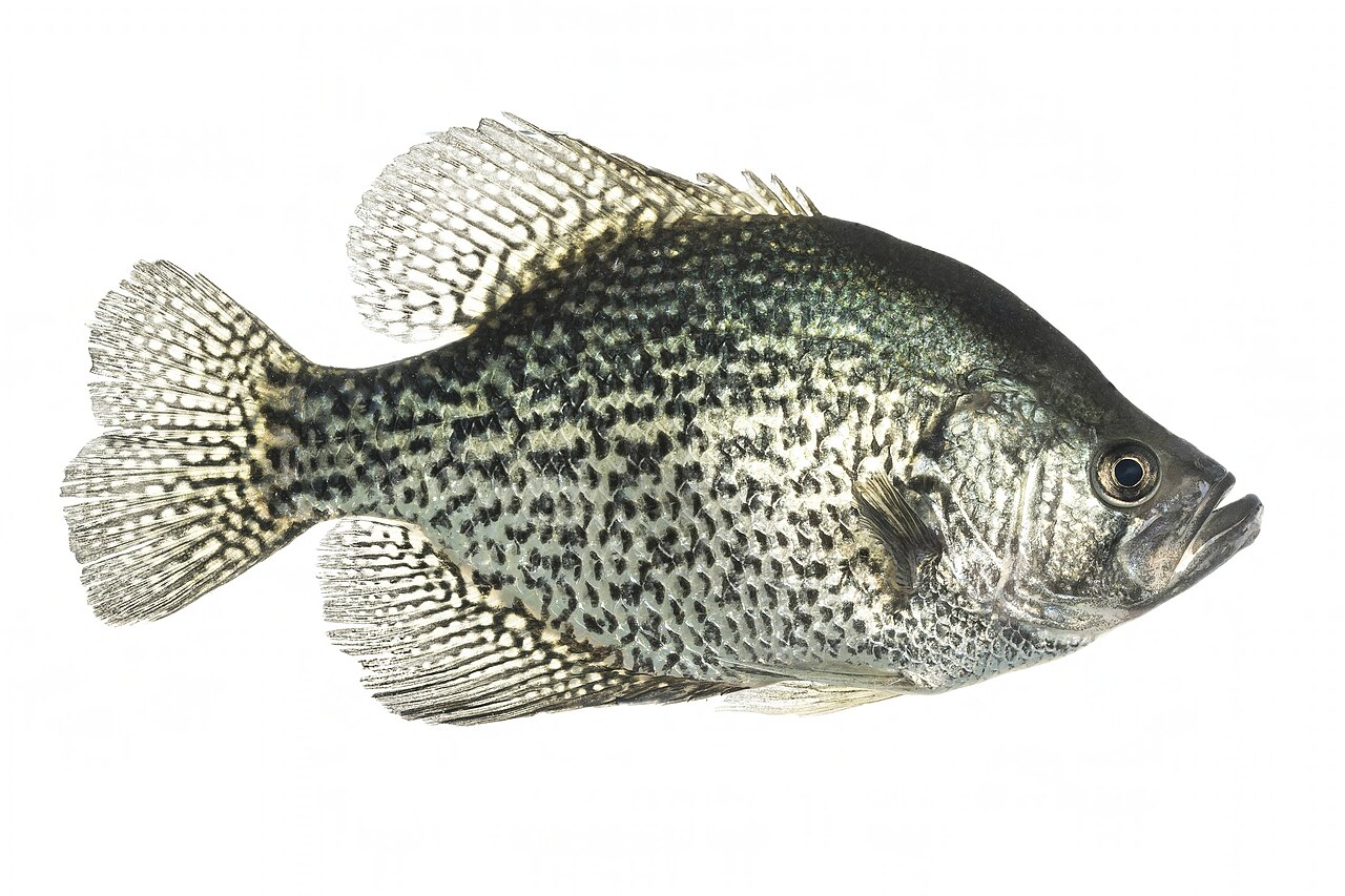 Crappie