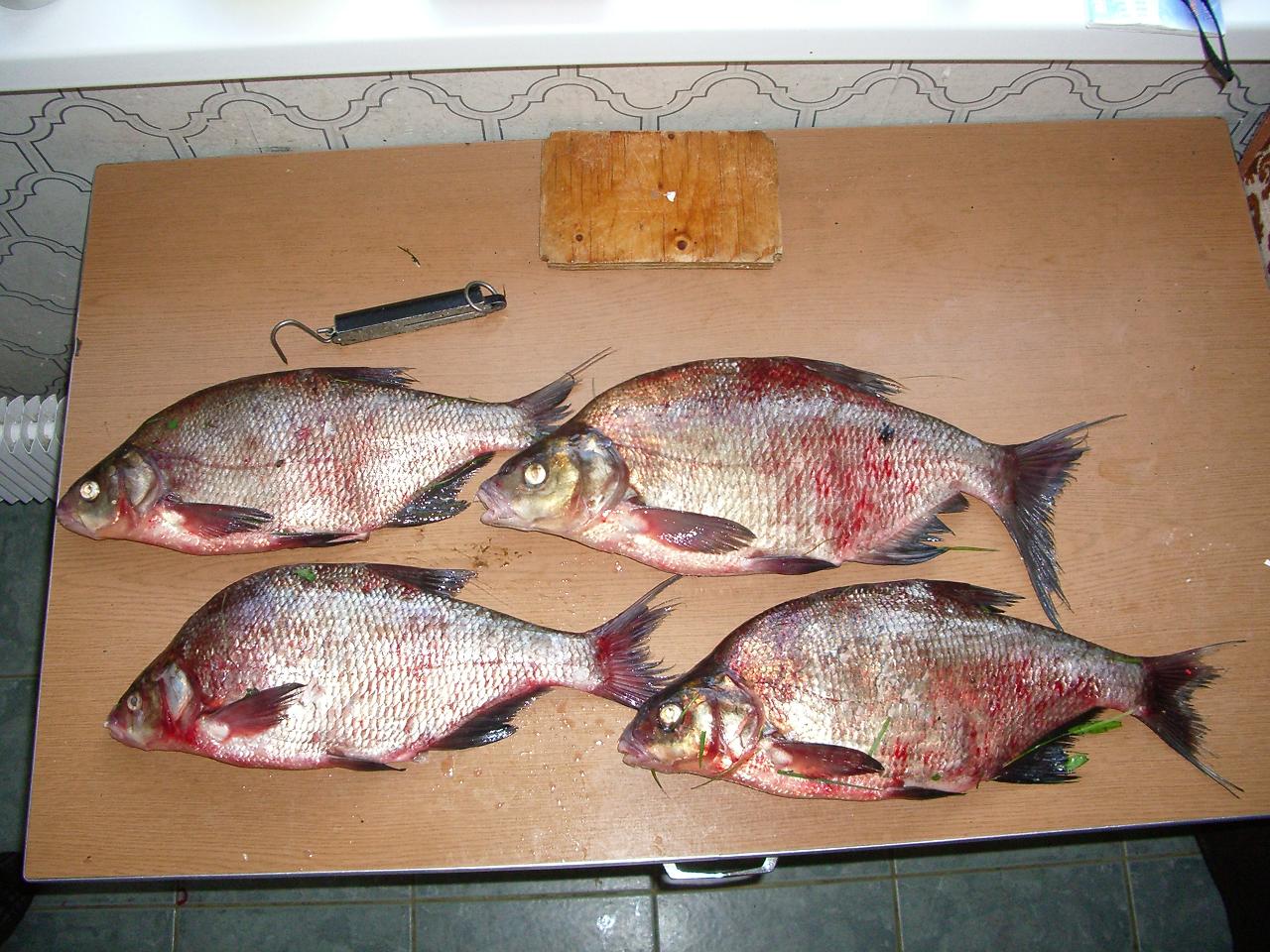 Porgies and sea breams