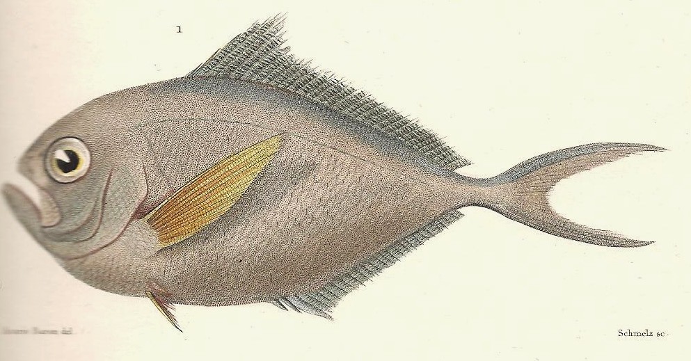 Ray's bream