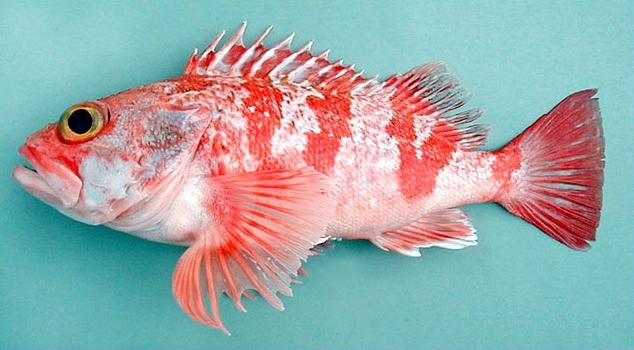 Rosefish