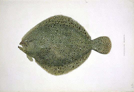 Turbot