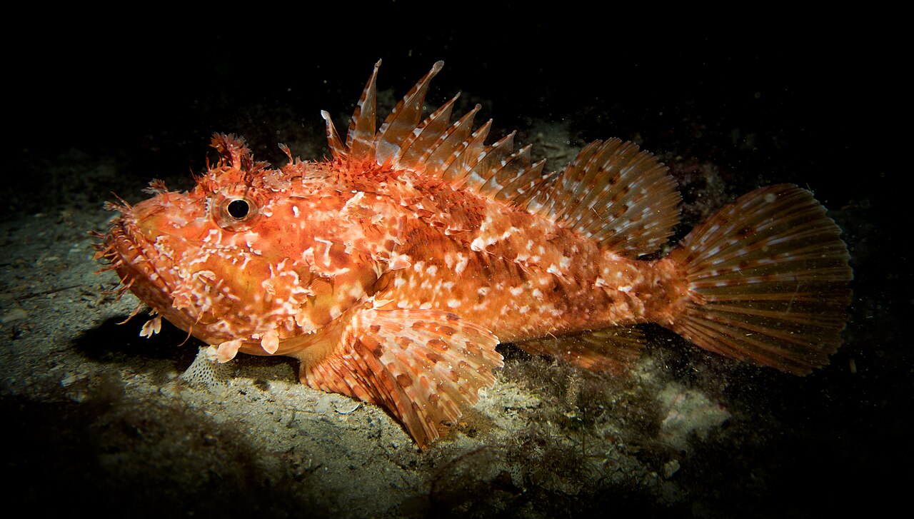 Scorpionfish