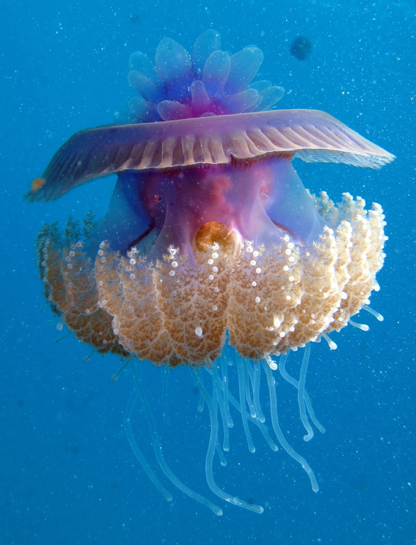 Jellyfish