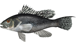 Sea bass