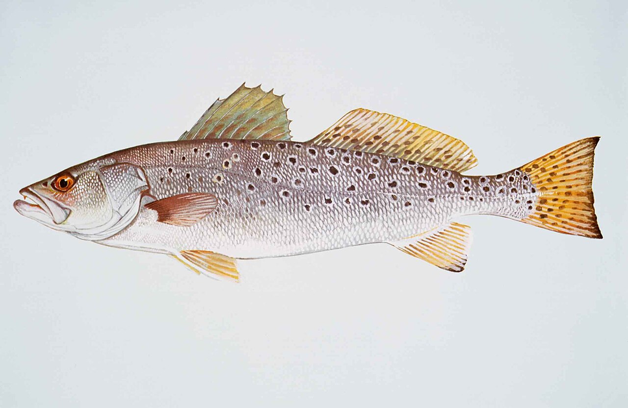 Seatrout