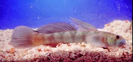 Sirajo goby