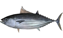 Skipjack
