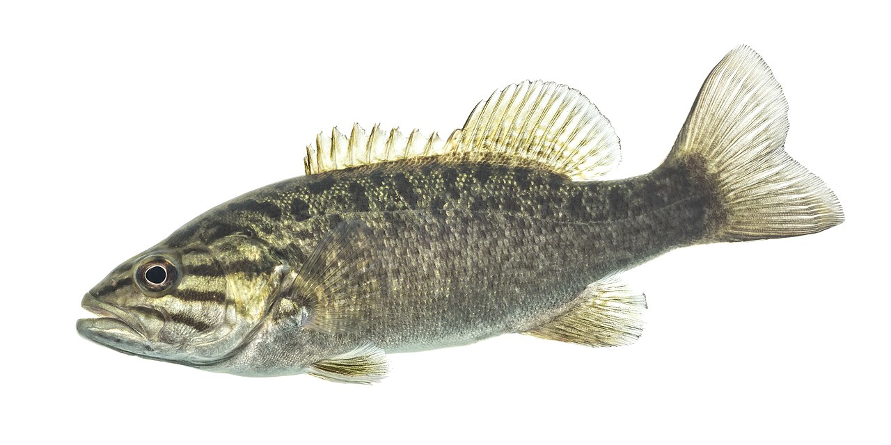 Smallmouth bass