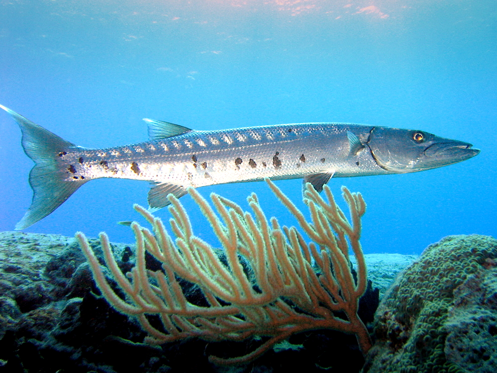 Barracudas