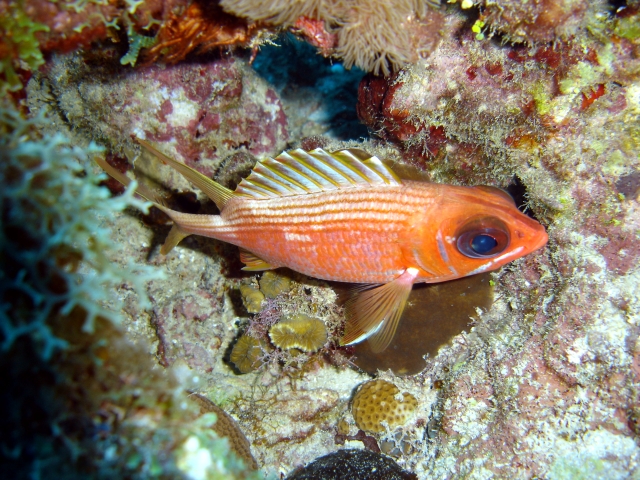 Squirrelfish