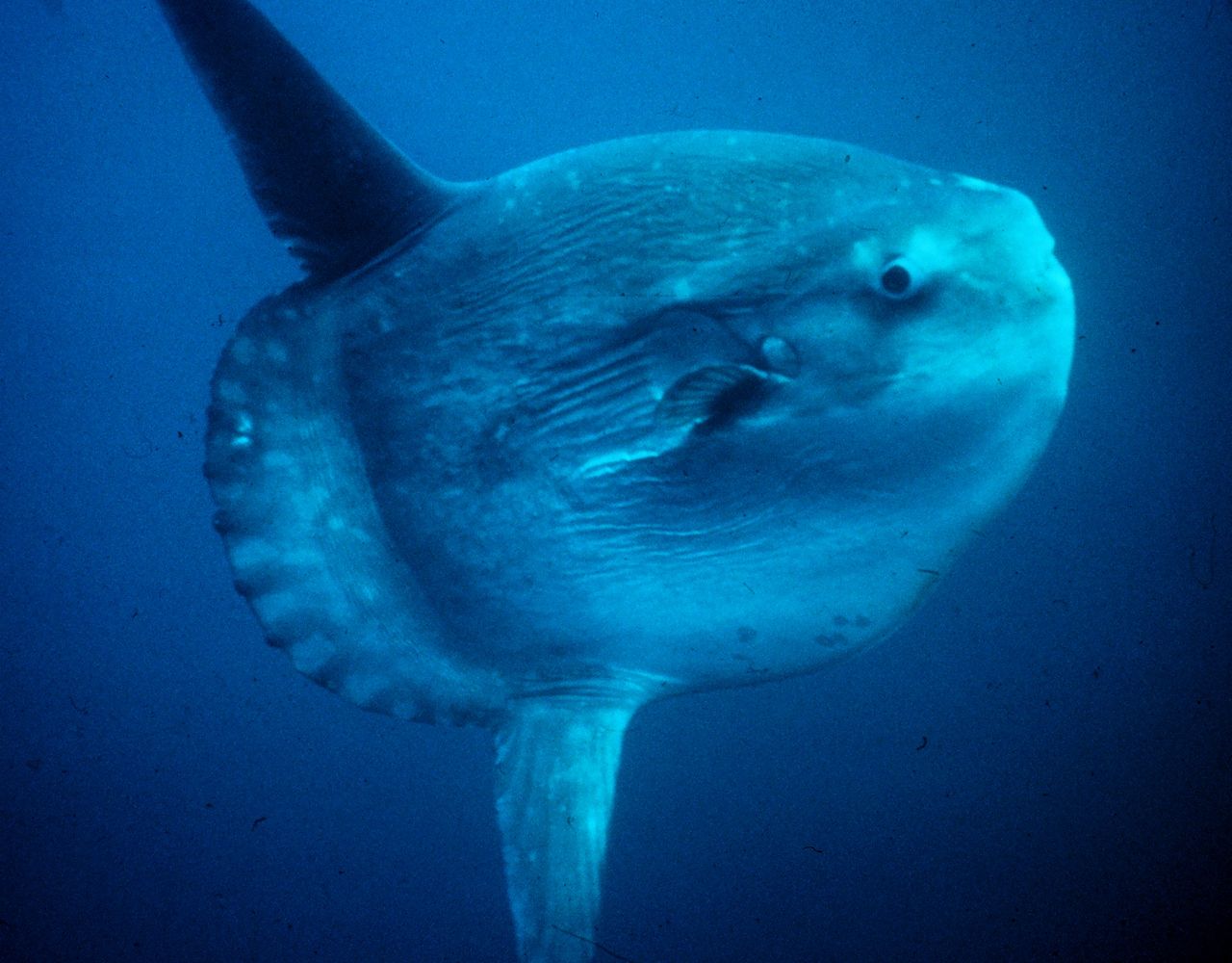 Sunfish